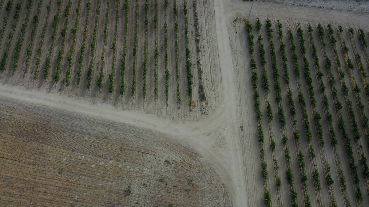 Tasación IFRS de predios agrícolas: NIC 41, NIC 16 y valor razonable